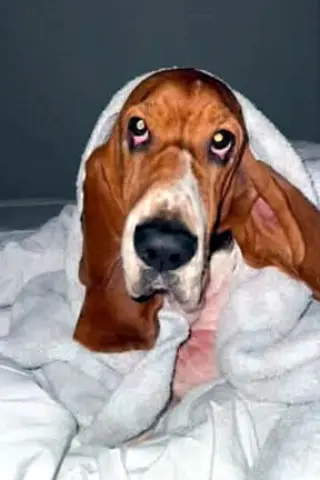 PENELOPE - ADOPTION PENDING!