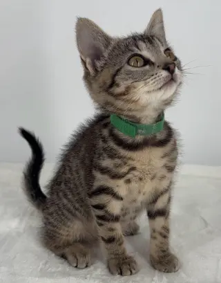Kitten Lilly
