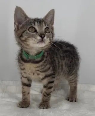 Kitten Lilly