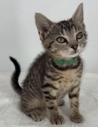 Kitten Lilly
