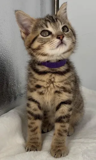 Kitten Miley
