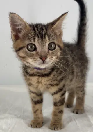 Kitten Miley