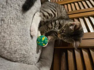 Dexter