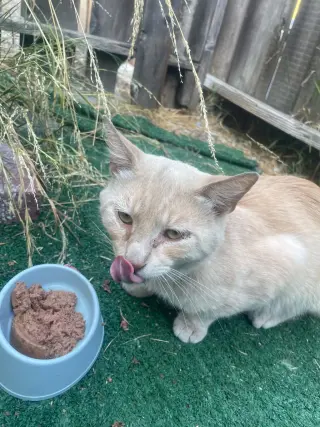Berry (Courtesy Post)