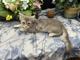 Little Debbie