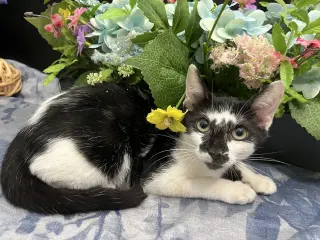 Lupin