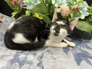 Lupin
