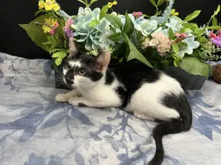 Lupin