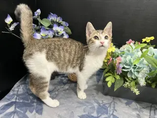 Clawdette