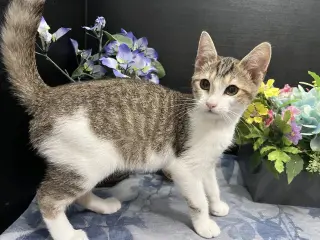Clawdette