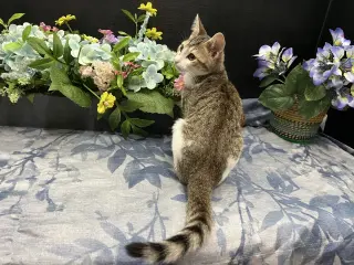 Clawdette