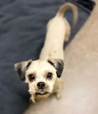 Chewy