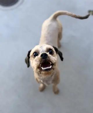 Chewy