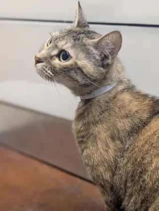 Queenie