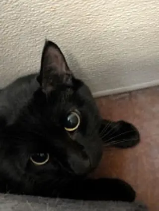 Pepper