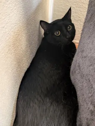 Pepper