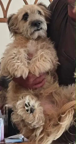 BJ
