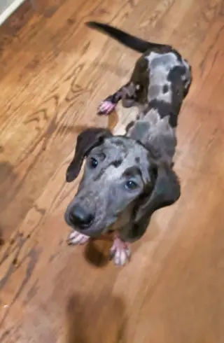 Moxie