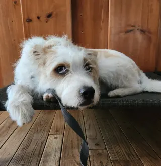 Ringo