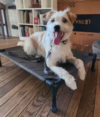 Ringo
