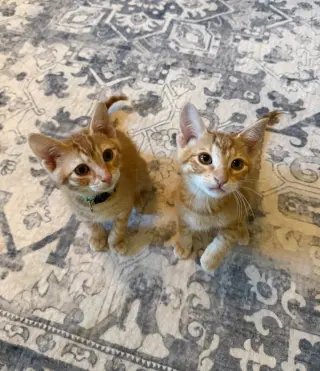 Cheerio