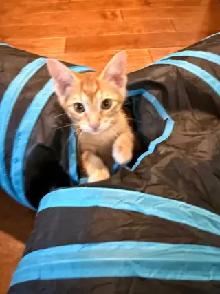 Cheerio