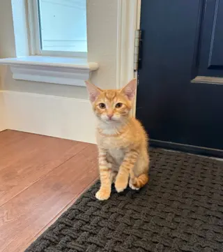 Cheerio