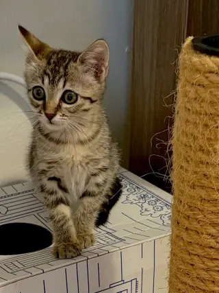 Cookie