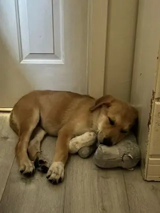Koba