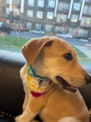 Koba