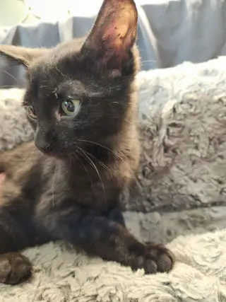 Boomhauer