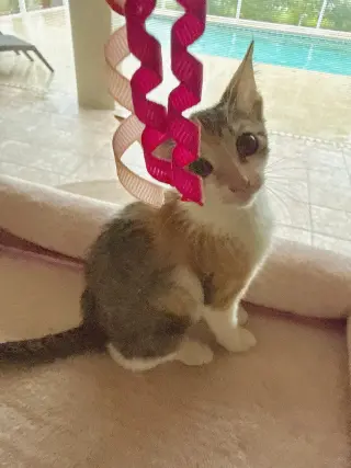 Tofu