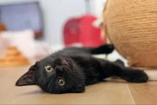 Eenie