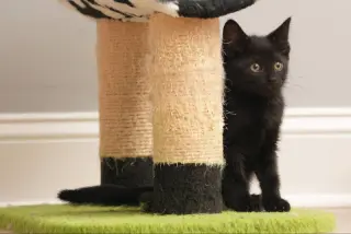 Eenie