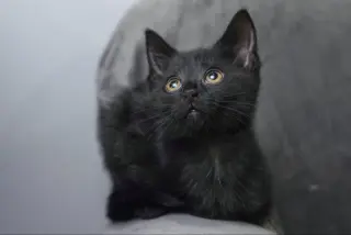 Eenie