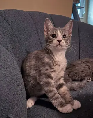 Starlord