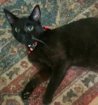 Jerry