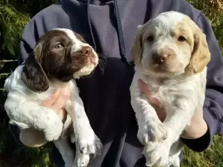 Kc working cocker spaniels