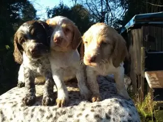 Kc working cocker spaniels