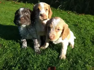 Kc working cocker spaniels
