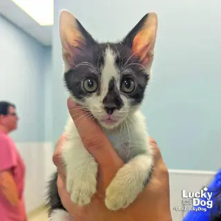 Mini Me
