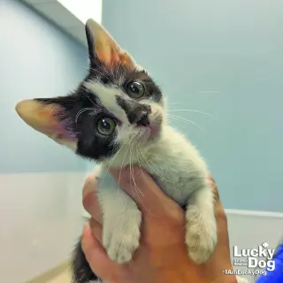 Mini Me
