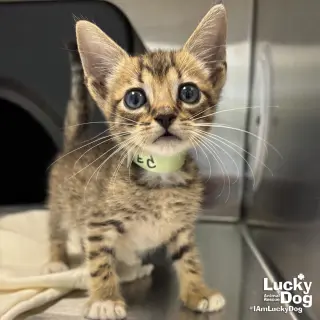 Ed