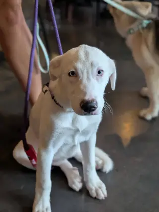 Ella