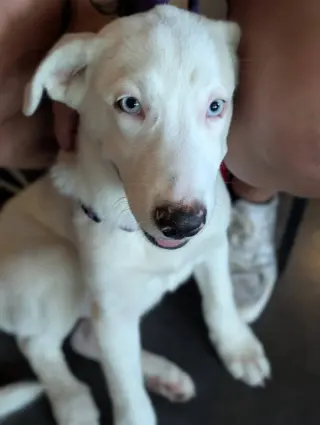 Ella