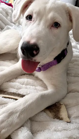 Ella