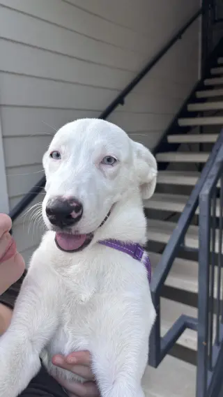 Ella