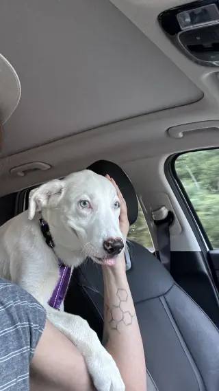 Ella