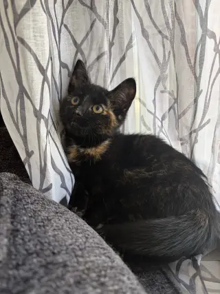 Judy (foster cat)