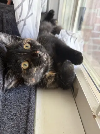 Judy (foster cat)